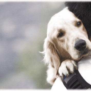 Certify Therapy Dog or Emotional Support Animal for Housing Home Hotel Apartment Landlord