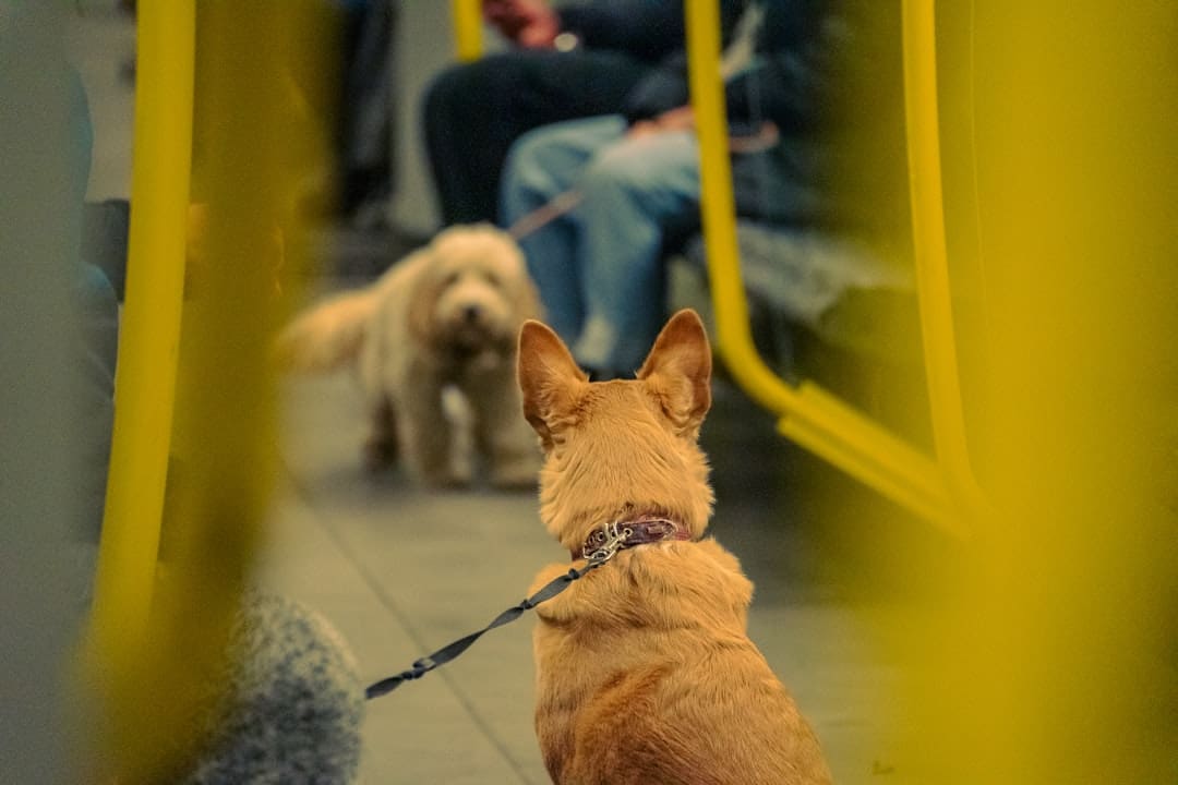 service dogs entertainment venues — a dog on a leash on a subway train