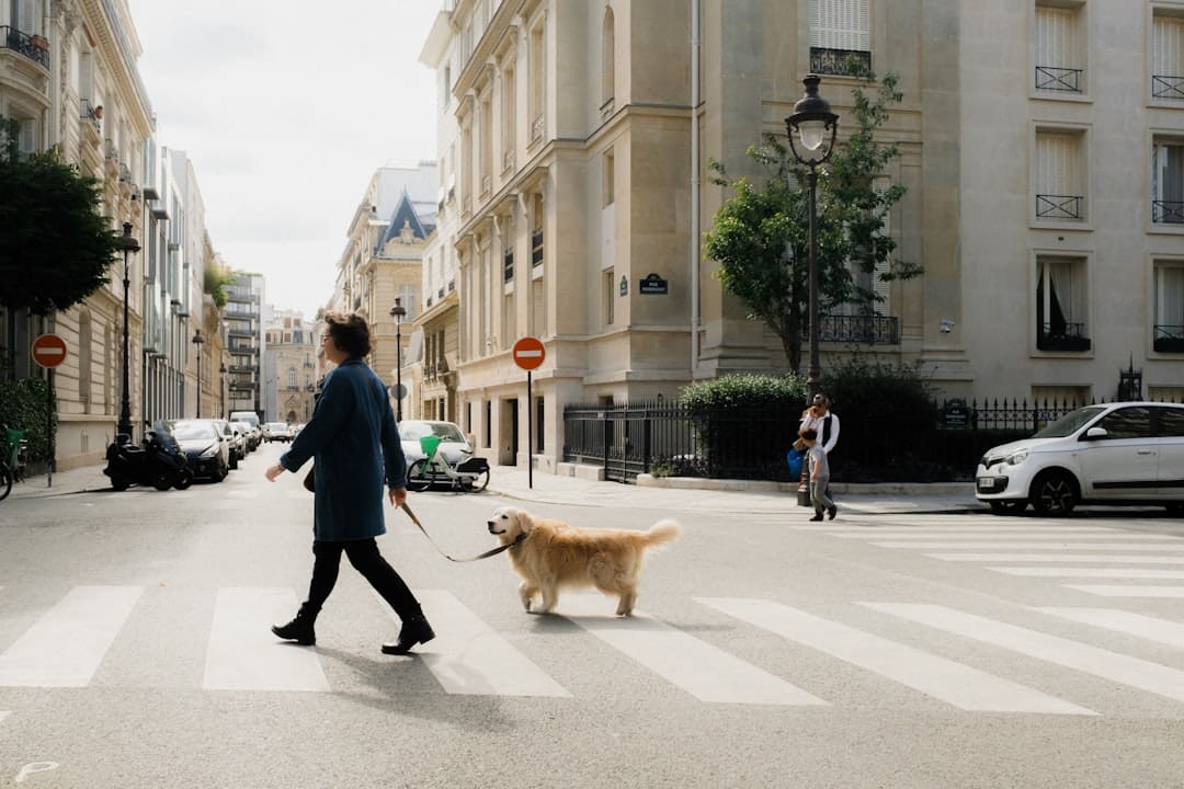 service dogs in schools. A woman walking a dog across a street