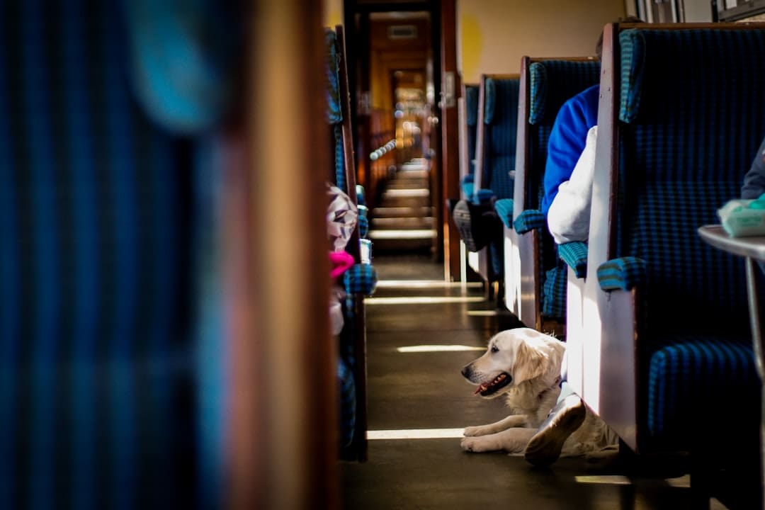 public transit — yellow labrador retriever lying on floor