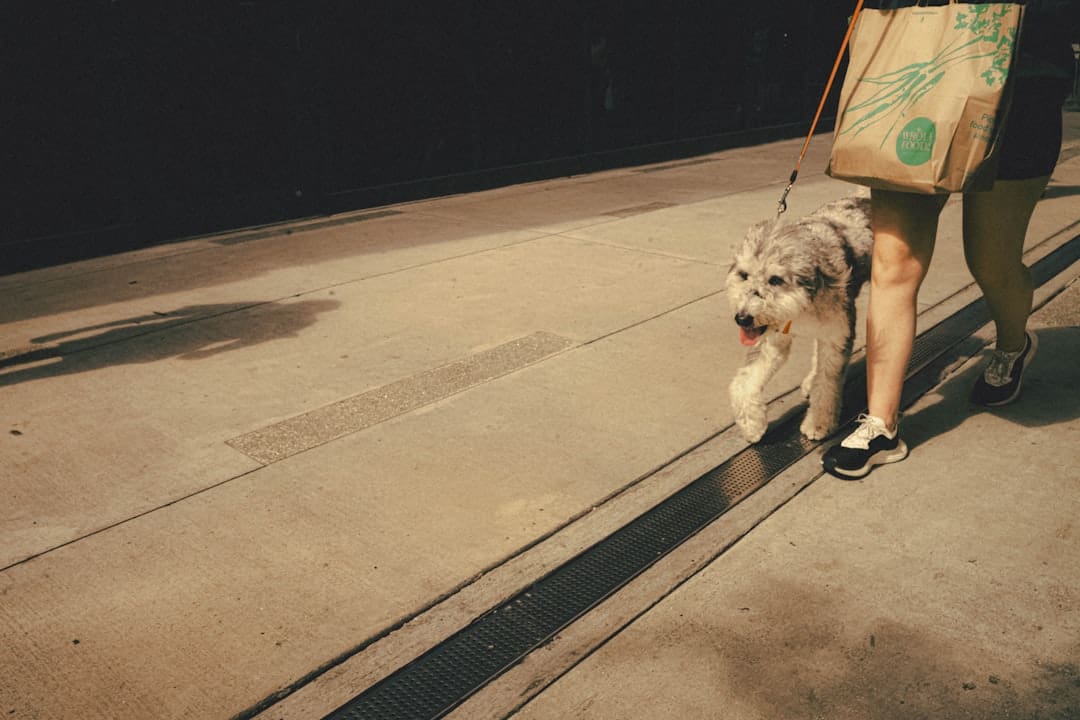 miniature horses — a person walking a dog on a leash