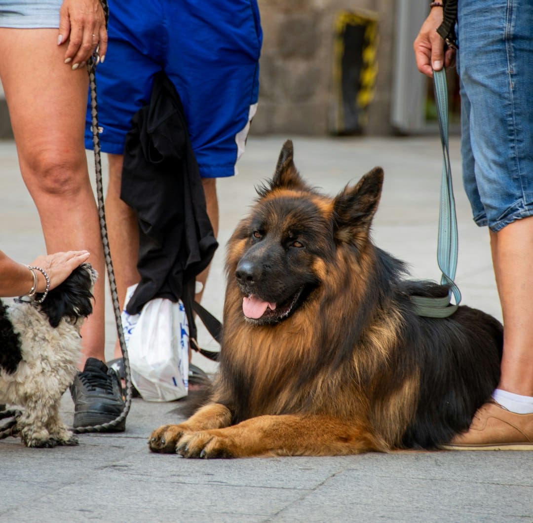 service dogs in schools — a dog lying on the ground with people walking by
