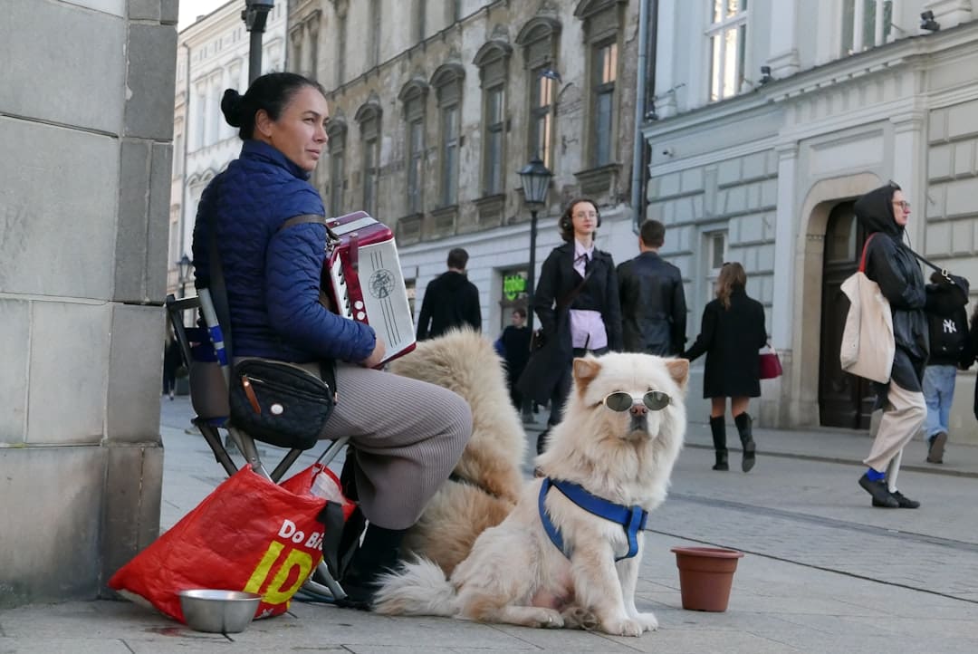 service dog transit access — Person playing accordion with a dog on a city street.