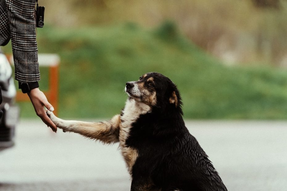 service dog incident — Service Dog Incident Documentation: How Businesses Stay Legally Protected